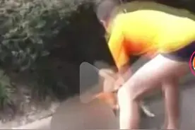 “放任”柴犬咬死猫咪引网友声讨 四川自贡一交警中队长被停职图片