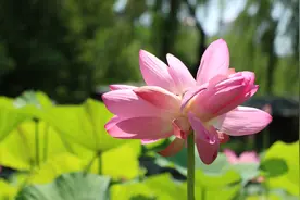 济南最近好事“莲莲”！并蒂莲、同心莲、双色睡莲...这些绝世容颜你爱了吗？图片