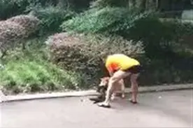 未能阻止自家狗咬死流浪猫，四川一交警队长被停职图片