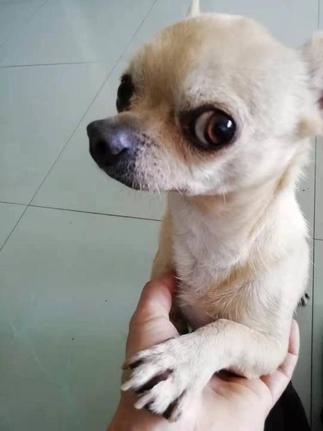 迪加奥特曼食人花（为什么要警惕动画片暴力）