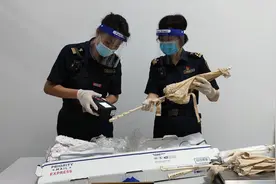 江门海关查获2宗涉嫌走私象牙案！涉已灭绝的猛犸象象牙制品视频封面