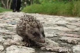 千佛山小刺猬一点不怕人，萌态十足惹人怜图片