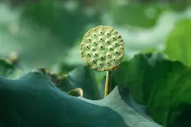 杭州人最惦记的西湖荷叶莲蓬终于来了！今年改线上预售，100份免费送小时新闻读者图片