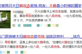 大鹅攻击老人致八级伤残！​鹅的“战斗力”有多强？看完再也不敢惹了图片