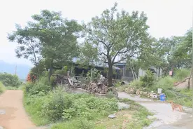 济南：草丛惊现神秘龟 别养！犯法图片