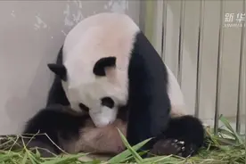 新加坡首只大熊猫宝宝出生图片
