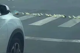 株洲大爷上街遛鸭萌翻全网，网友：准备“进京赶烤”？律师提醒这样有风险图片