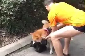 狗咬死猫，交警队长被停职图片
