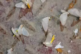 邓州惊现大量飞虫的案子破了！系朝生暮死的蜉蝣，专家：出现越多，水质越好图片