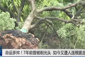 命运多舛！50多年的老樟树，为何遭人连根拔起？图片