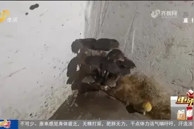济宁邹城：新房交付储藏室长期积水长出了蘑菇“捆绑销售”不是个例图片