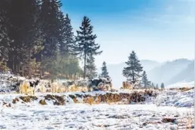 白牦牛出天祝图片