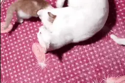 猫妈带娃有多硬核？哄娃睡觉全！靠！揍图片