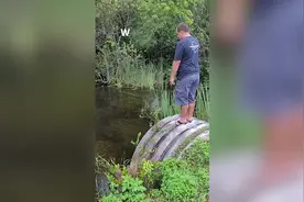 美国一只鳄鱼悄摸靠近岸边 吓坏垂钓的渔夫图片