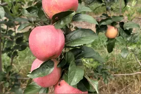 “花1000万元买这个苹果品种，值！”中早熟“鲁丽”问世填补图片