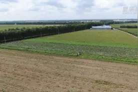 黑龙江省肇东市：依托经济作物 打造增收新亮点视频封面