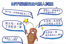 注意！“小强”出没 这些关于蟑螂的传闻竟然都是真的图片