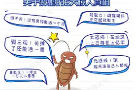 注意！“小强”出没 这些关于蟑螂的传闻竟然都是真的图片