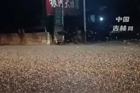 场面吓人！河南一桥上惊现大量飞虫密密麻麻，市民直呼太恐怖图片