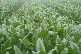 菠菜长到半人高，水果洋葱直接吃 这个基地种的菜畅销日本十多年图片