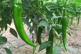 梁园区谢集镇朱庄寨等村 辣椒没了销路 菜农一筹莫展图片