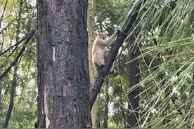 “流浪猴”大闹上海金山，牵出私养宠物猴地下交易链图片