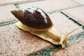 大雨后厦门出现拳头大的蜗牛？千万别摸！专家：带有寄生虫和病原菌图片
