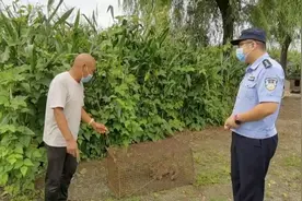 大鹅被拖进庄稼地，发现时身子已被吃掉大半！“凶手”竟是一只长得像豹子的猫图片