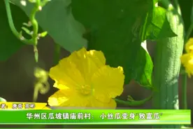 华州区瓜坡镇庙前村：小丝瓜变身“致富瓜”图片