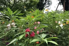 这个“七夕”你美甲了吗？下次可以试试用Ta图片