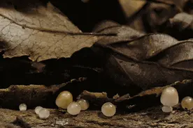南安7人中毒入院！你爱吃的这种菜，尝鲜要当心图片