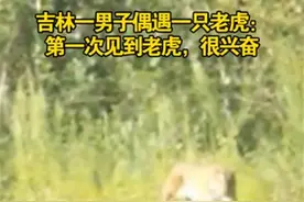 吉林珲春一男子打出租车偶遇老虎：“它像在自己家一样悠闲”图片