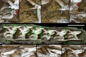恐龙家族现新成员：中国丝路巨龙和新疆哈密巨龙！它们长什么样？图片