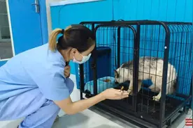 小白狐被困长沙街头，谁家宠物丢了快来领图片