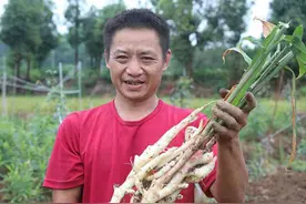 小康圆梦｜种植千亩大白姜 四川合江白米镇农民增收在望 产值达3200余万元图片