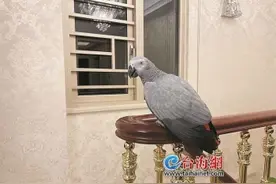 国际濒危物种非洲灰鹦鹉飞入厦门百姓家 市民收养有责任吗？律师分析来了图片