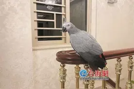 国际濒危物种非洲灰鹦鹉飞入厦门百姓家 市民收养有责任吗？律师分析来了图片