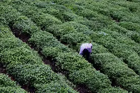 记录中国｜河南浉河港镇：年轻人回乡助信阳毛尖“破圈”图片