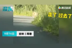 吉林一男子乘车遇野生老虎拦路，双方对视两分钟画面曝光图片