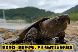 三明生态也太好了？又现国家二级野生保护动物，鹰嘴龟！视频封面