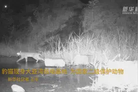 豹猫现身大亚湾核电基地  为国家二级保护动物视频封面