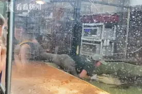 鳄鱼突然攻击驯兽员 勇敢游客挺身而出将它压制图片