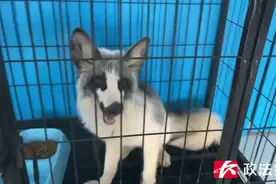 长沙街头出现白狐，警方及时介入图片