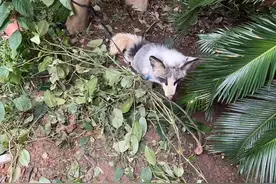 长沙一只白狐被当成狗栓树上喂狗粮，专家确认：极有可能是家养的图片