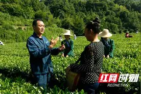 35年茶叶梦，炼就茶业“全能王”——记石门县渫峰名茶有限公司董事长覃小洪图片