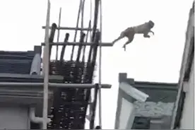 一只大闹金山的猕猴难以抓获怎么办？上海市林业局回复来了图片