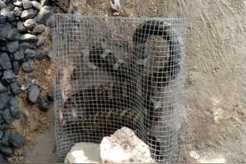 错把眼镜王蛇当普通蛇，桂林一村民被咬伤半小时后呼吸骤停图片