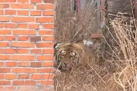 猛虎又下山！“完达山一号”野生东北虎为何去而复返？图片