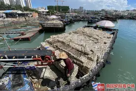 实现“海鲜自由”！广西开海首捕“开门红”，虾蟹价格降幅大图片