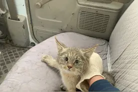 荒漠猫在西宁机场“闲逛”被成功救助图片
